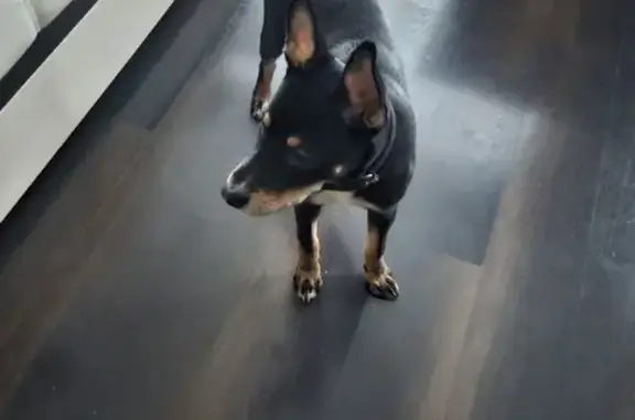 Найдена собака, Дзержинск, фото: Собака найдена, ул. Чапаева, Дзержинск