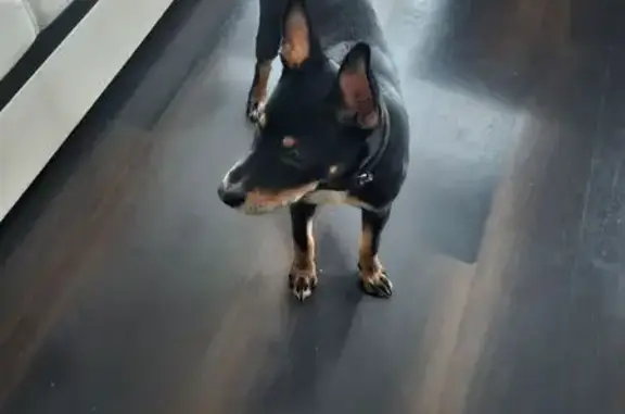 Найдена собака, Дзержинск, фото: Собака найдена: ул. Чапаева 39, Дзержинск