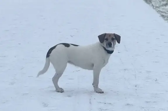 Пропала собака, Москва - photo