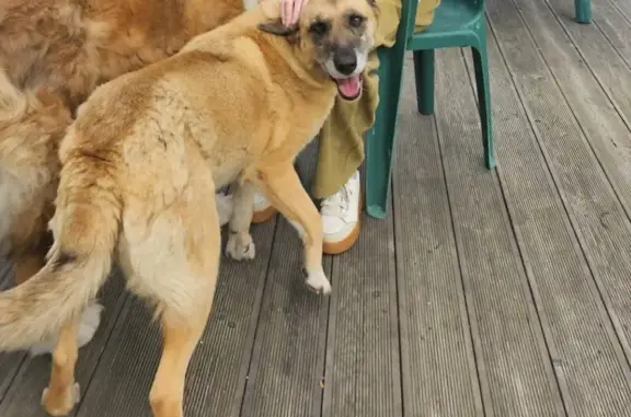 Пропала собака на Зеленой улице, МО - photo