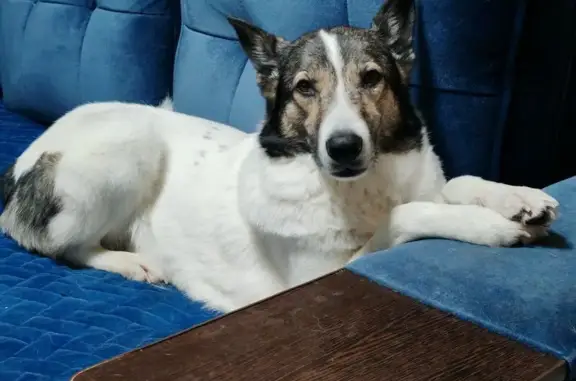 Пропала собака, ул. Труфанова, Ярославль - photo