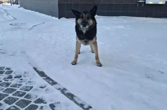 Найдена собака, Екатеринбург, фото: Найдена собака на Блюхера, 97, Екатеринбург
