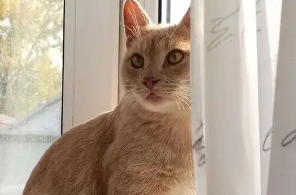 Пропала кошка, Песочная ул. 171, Саратов - photo