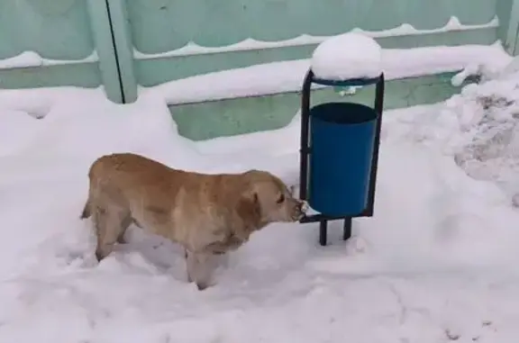 Найдена собака, Лыткарино, фото: Лабрадор найден, Тураевская 9, Лыткарино