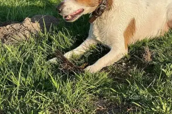 Пропала собака, ул. Строителей, 19 к1 - photo