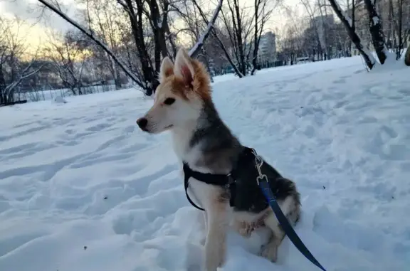 Пропала собака, сквер Куталова, Тюмень - photo