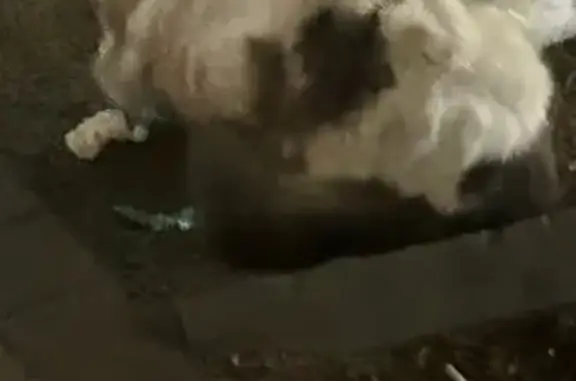 Найдена кошка, Ростов-на-Дону, фото: Кошка найдена: Суворова, 5, Ростов-на-Дону