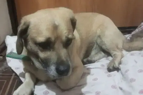 Найдена собака, Ростов-на-Дону, фото: Собака найдена: пр. Стачки, Ростов-на-Дону