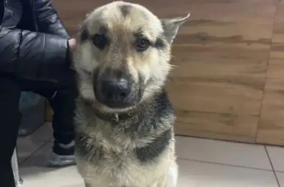 Найдена собака, Корниловское, фото: Овчарка найдена: Трудовая ул., 16, Томск