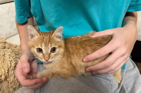 Найдена кошка, Сургут, фото: Котенок найден: ул. Игоря Киртбая, 20