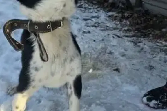 Найдена собака, Родники, фото: Найдена собака, 27К-031, Родники