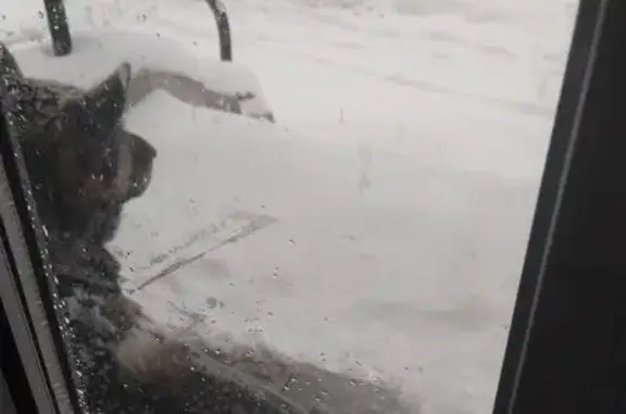 Найдена собака, Оренбург, фото: Собака найдена: Элеваторная ул., Оренбург