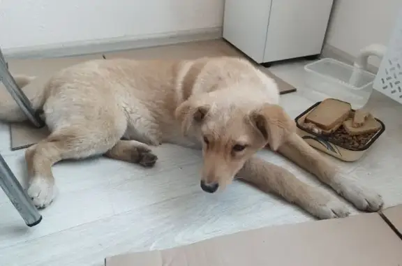 Найдена собака, Калининград, фото: Собака найдена: ул. У. Громовой, Калининград