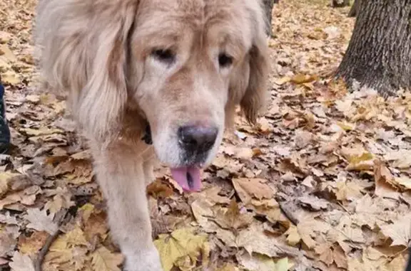 Собаки потеряшки, Ростов-на-Дону, фото: Потеряшка собака, Травяная ул. 17/20, Ростов