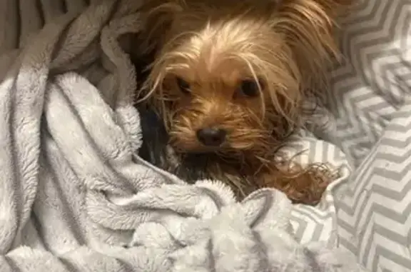 Найдена собака, Москва, фото: Йоркширский терьер найден: Восточная 2 к6