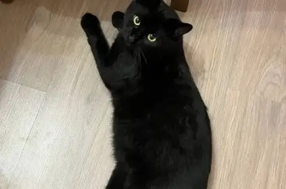 Пропала кошка, ул. Жлобы, 95 - photo