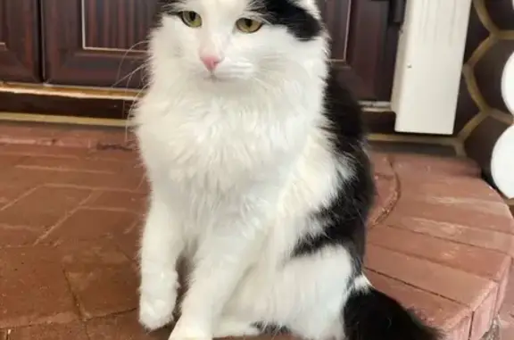 Пропала кошка, ул. Островского 64, Павлово - photo