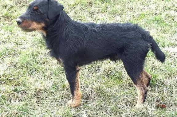 Пропала собака на ул. Лавровой, 3, Засечное - photo