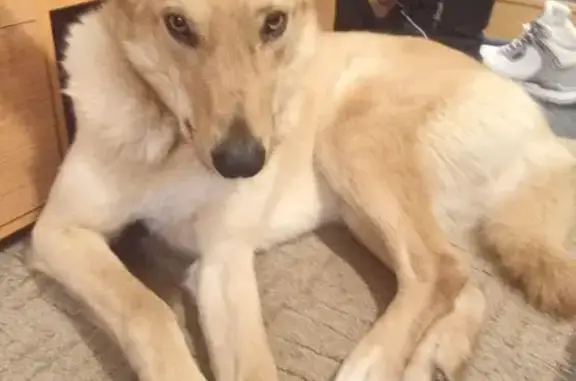 Найдена собака, Костомукша, фото: Найдена собака на Октябрьской 6, Костомукша