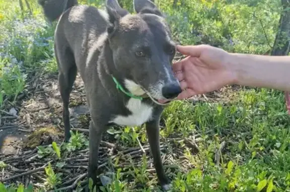 Пропала собака, проектируемый пр. 45, Москва - photo