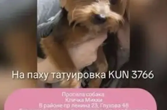 Пропала собака, пр. Ленина, Новороссийск - photo