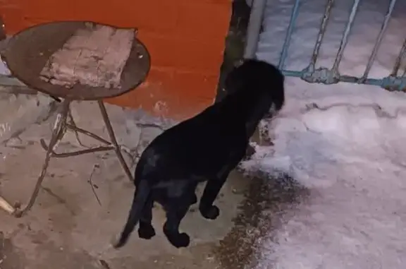 Объявления о пропавших и найденных животных, Валуйки, фото: Щенок найден на ул. Володарского, Валуйки