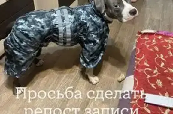 Пропала собака в лесу у д. Елохово - photo