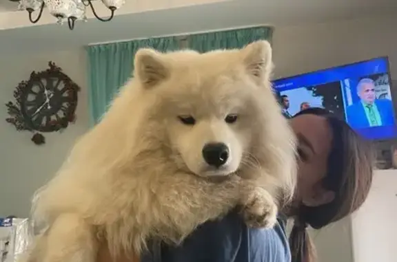 Пропала собака, Смоленск, Полевая ул. - photo