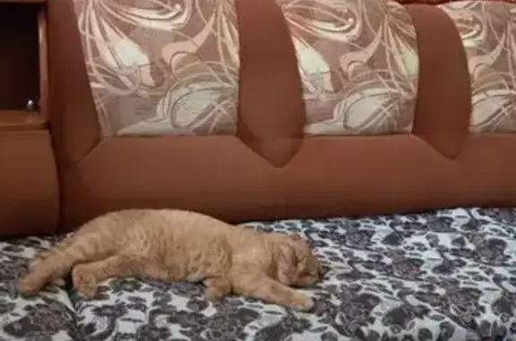 Найдена кошка, Смоленск, фото: Кошка найдена: Шоссейная ул., 54, Смоленск