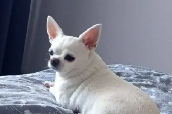 Пропала чихуахуа, ул. Лавочкина, 16 - photo