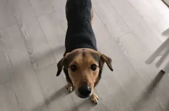 Найдена собака, Луховицы, фото: Собака найдена у мусорки, Луховицы