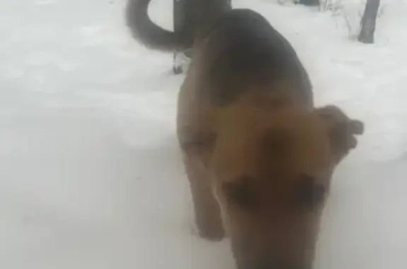 Найдена собака, Тула, фото: Найдена собака на Первомайской, Тула