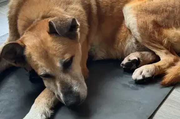 Найдена собака, Сочи, фото: Найдена собака у ТЦ Александрия, Сочи