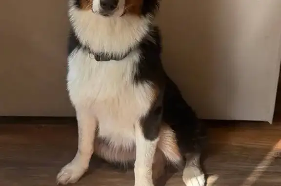 Пропала собака, 161 Долгопрудный - photo