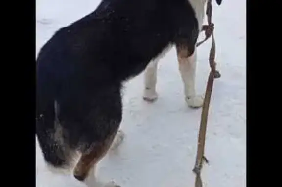 Найдена собака, Крутицы, фото: Найдена собака, 11 Крутицы