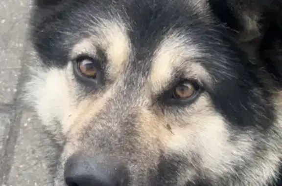 Пропала собака на ул. Земнухова, 18 - photo