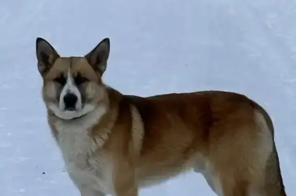 Найдена собака, Петушки, фото: Собака найдена, Артельная, Старые Омутищи