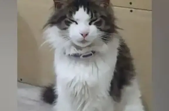 Пропала кошка, Кинель, Самарская обл. - photo