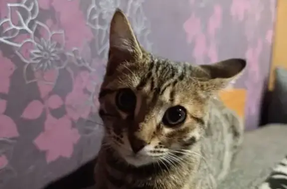 Объявления о пропавших и найденных животных, Омск, фото: Кошка найдена, ул. 19 Партсъезда, 32А