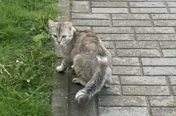 Кошки потеряшки, Подольск, фото: Потеряшка кошка на Криулина, 17А, МО