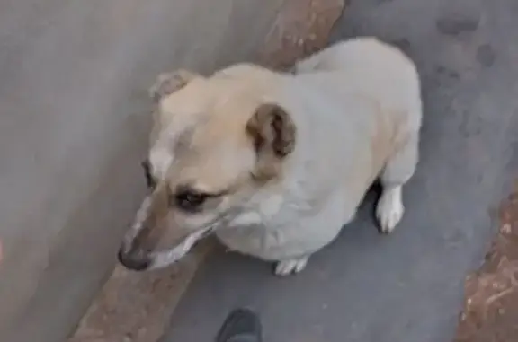 Пропала собака, Орловское шоссе, Тула - photo