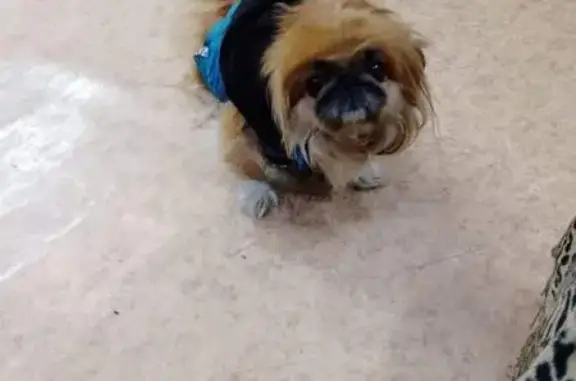 Пропала собака у аптеки, Марченко, 22 - photo