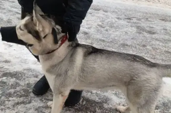 Найдена собака, Москва, фото: Хаски найдена на Левобережной, 4 к1, Москва
