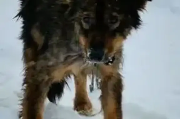 Найдена собака, Пенза, фото: Собака нуждается в помощи: Пензенская 7