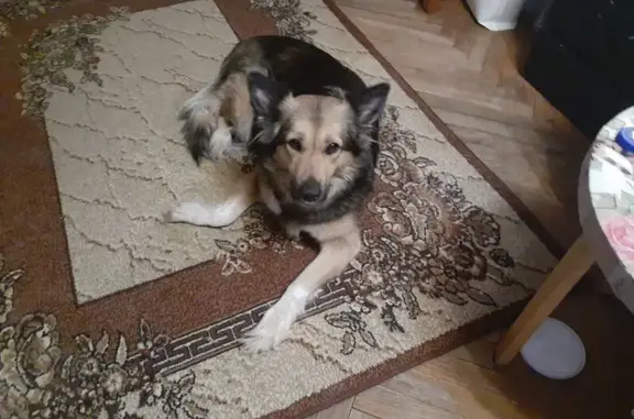 Пропала собака, ул. Свободы 81 к2, Москва - photo