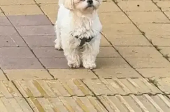 Найдена собака, Сочи, фото: Сочи: найдена собака на ул. Октября, 18