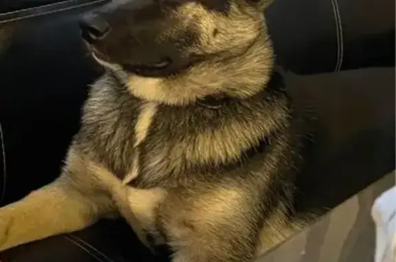 Пропала собака в Ленобласти, метис овчарки - photo