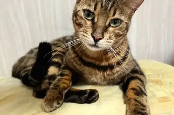 Пропала кошка, Нижний Новгород - photo