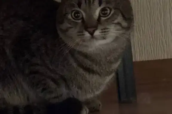 Найдена кошка, Казань, фото: Кошка найдена: ул. М. Гафури, 46, Казань