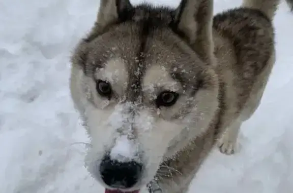Найдена собака, Тамбов, фото: Найдена хаски, Заводская ул., Тамбов
